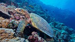 Kuredu Island - Maldives. Dive Centre. Turtle.